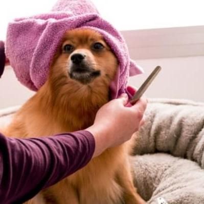 Hondentrimmer in Heerhugowaard