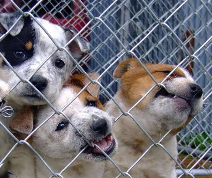 Hondenfokker in Heerhugowaard